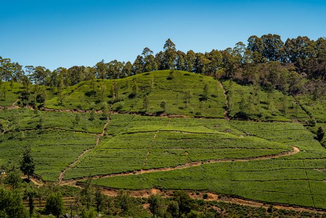 Tea country