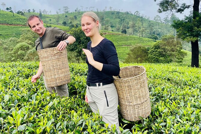 Tea plantation near Nuwara Eliya