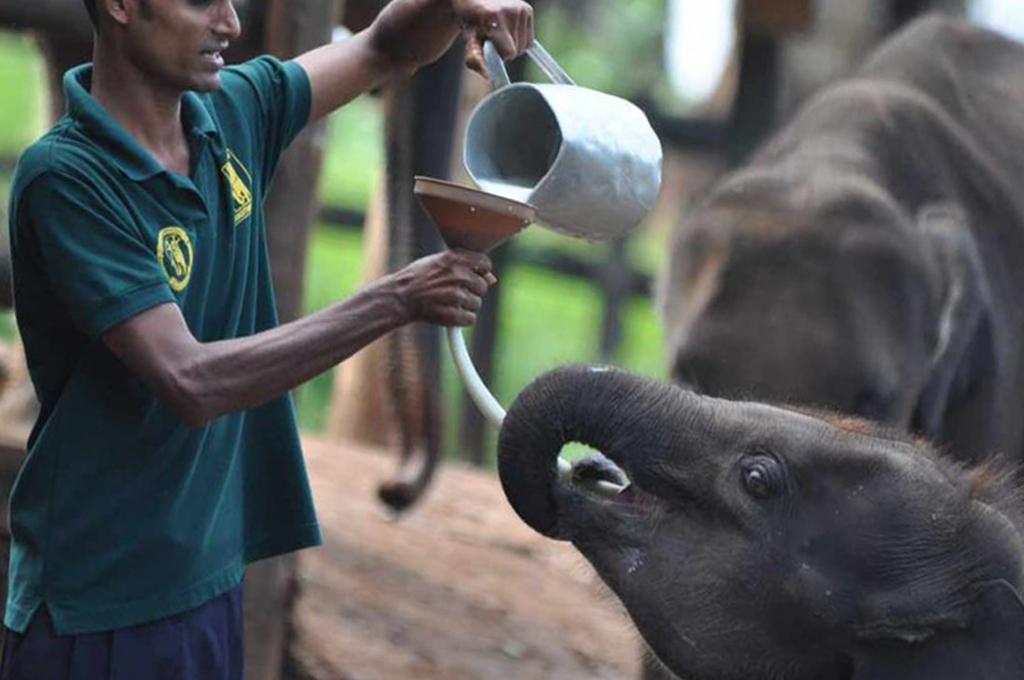 Elephant Transit Home, Udawalawe