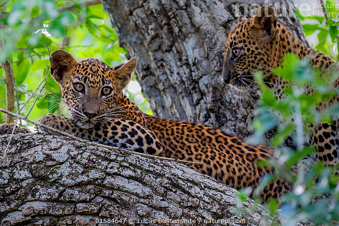Leopards, elephants and blue whales: <em>a safari</em> guide