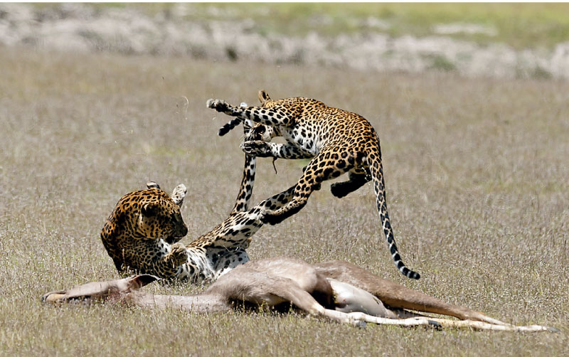 Leopards, elephants and blue whales: <em>a safari</em> guide